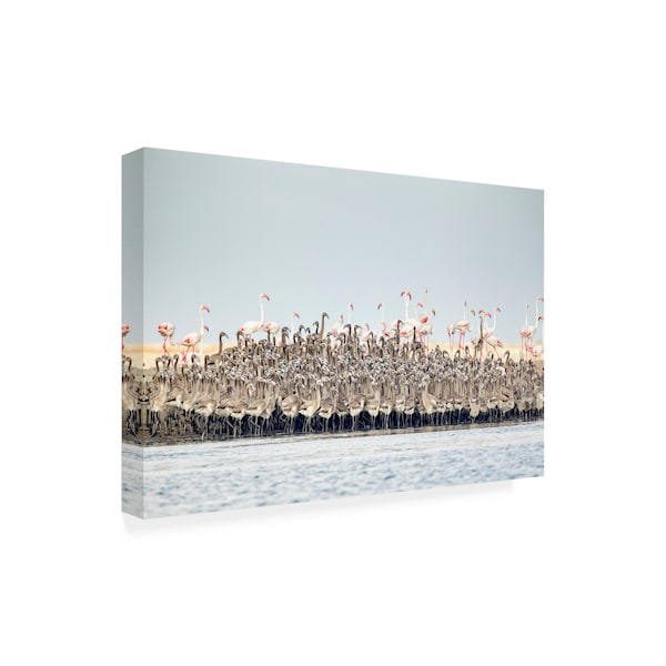 Joan Gil Raga 'Flamingos Nursery' Canvas Art,30x47